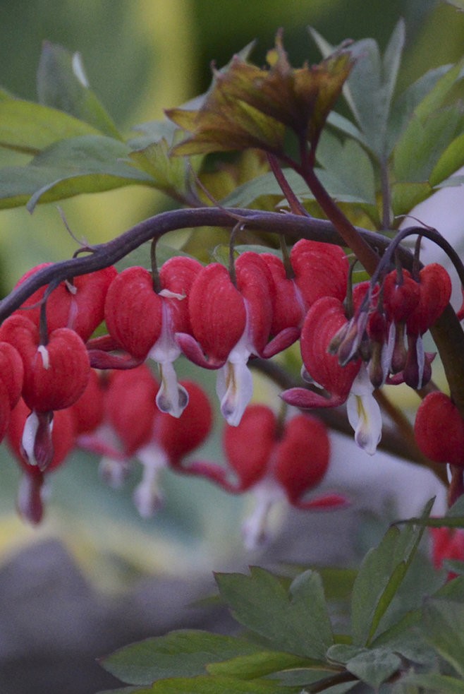 bleeding heart