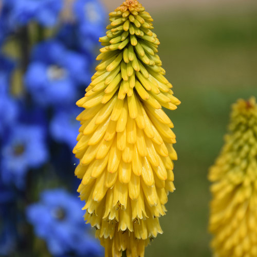 yellow flower spike