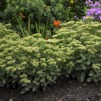 tall sedum