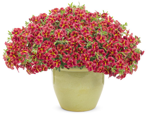 red calibrachoa flowers