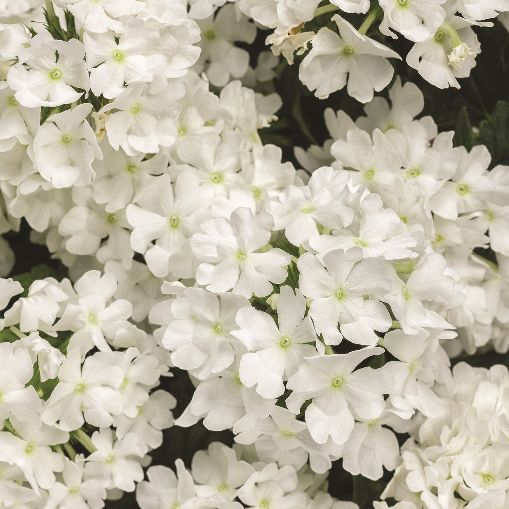 fall verbena