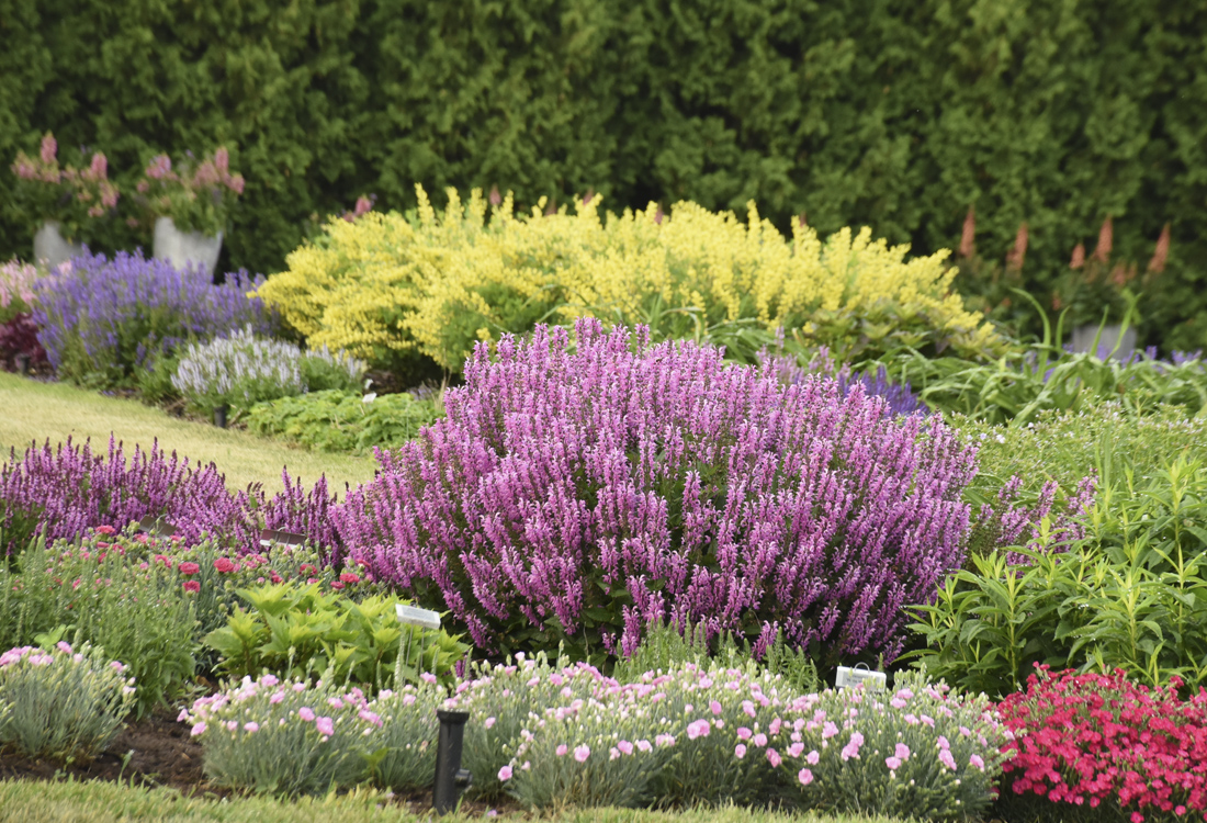 Late Spring Perennial Border