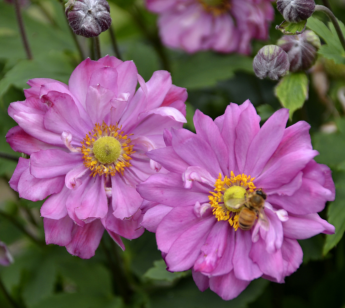 Fall in love sweetly