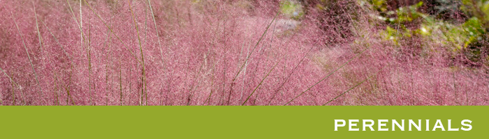 2026 perennials