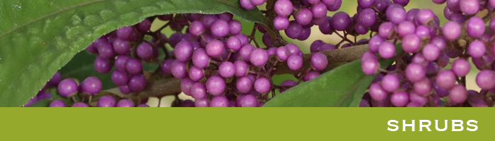 2025_media_kit_shrubs