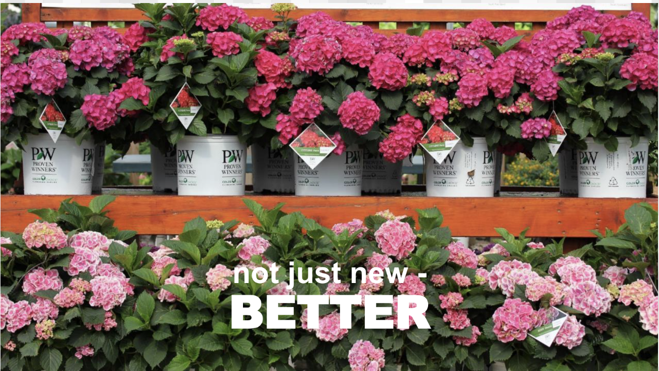 Spring 2026 New Shrubs