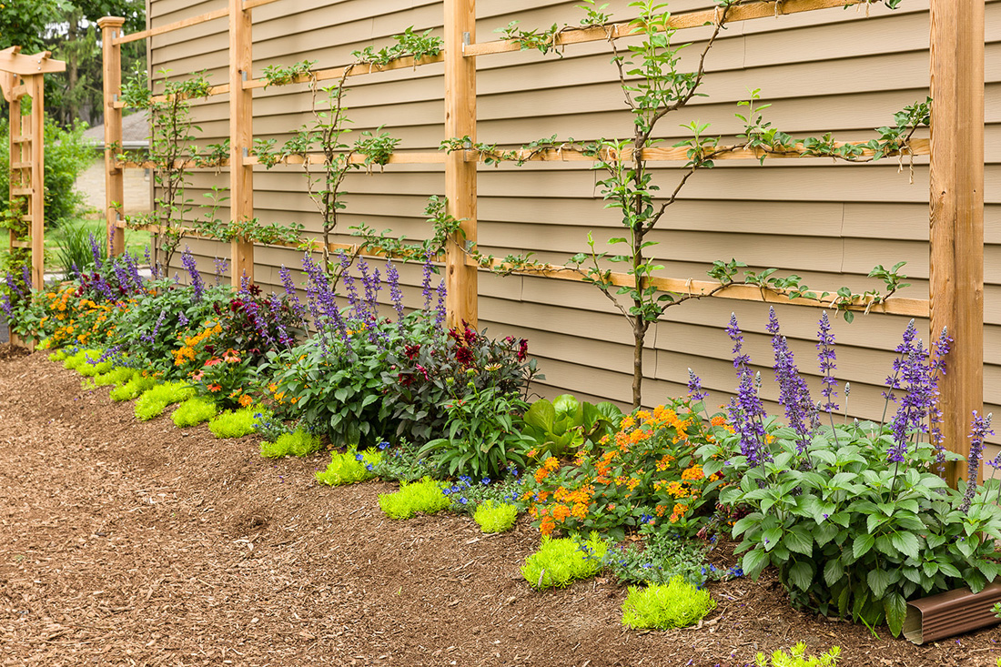 Photo courtesy of Proven Winners