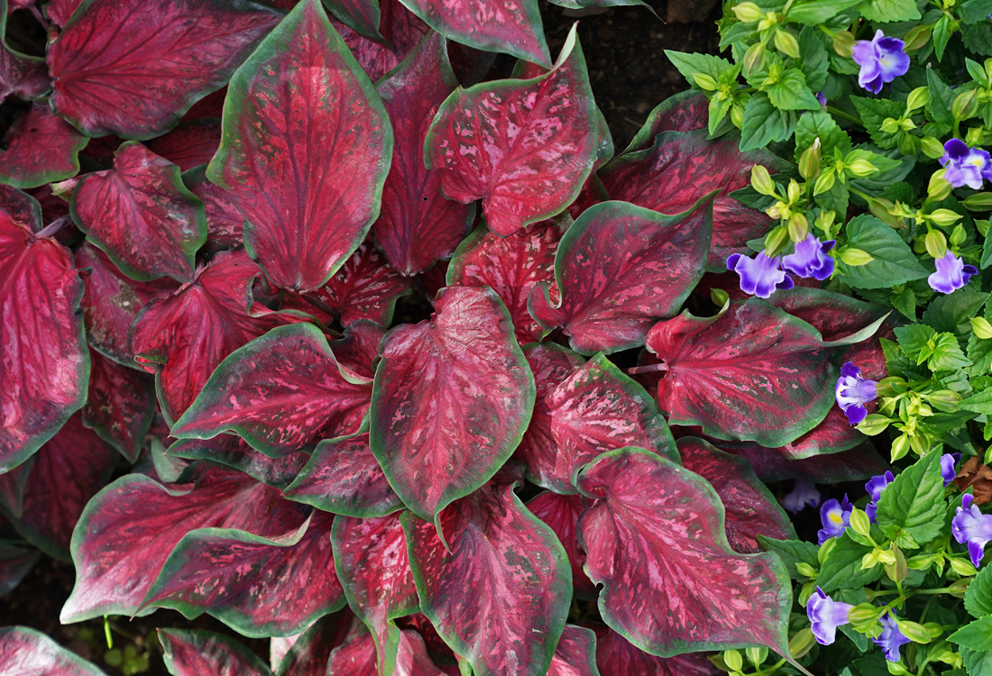 Heart to Heart<sup>®</sup> ‘Scarlet Flame’ Caladium 2023 Caladium of the Year<sup>™</sup>!