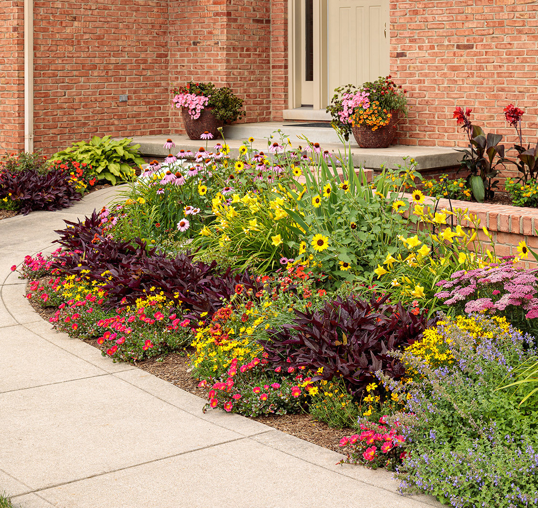 Photo courtesy of Proven Winners - Entrance Borders