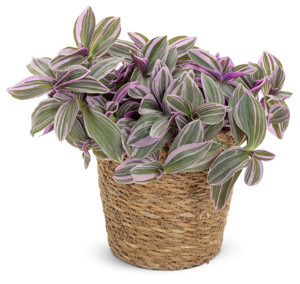 Feeling Flirty<sup>™</sup> Tradescantia 2023 Houseplant of the Year<sup>™</sup>!