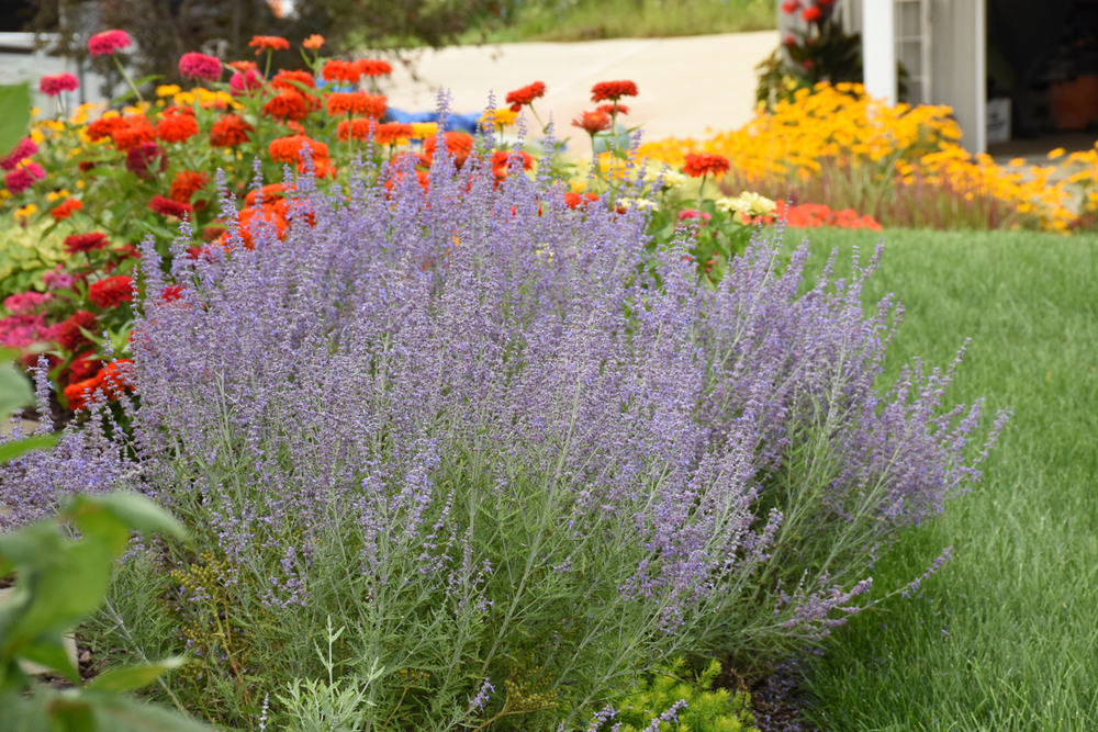 Saving garden plants in drought,