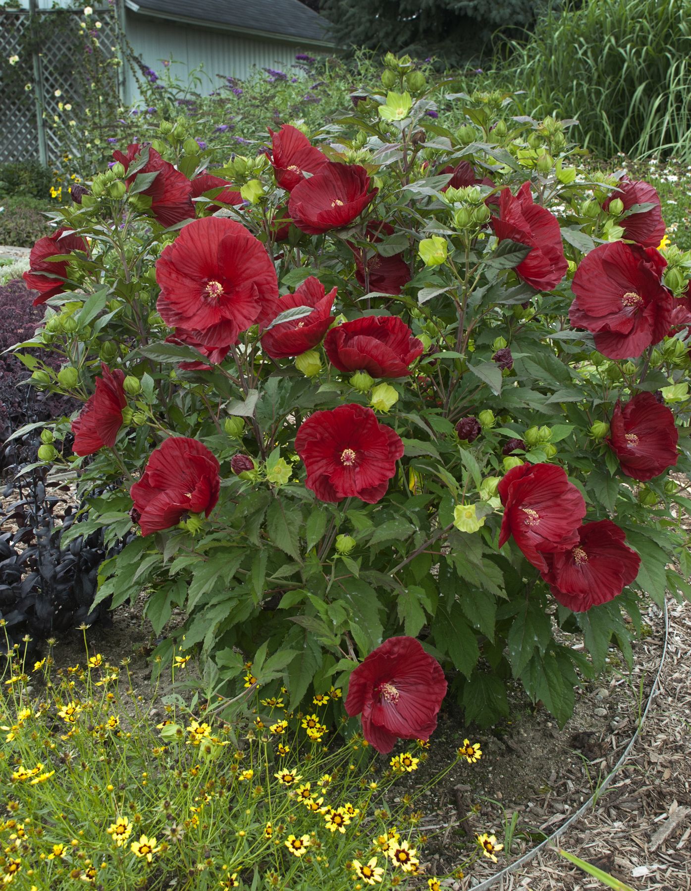 high-contrast garden design