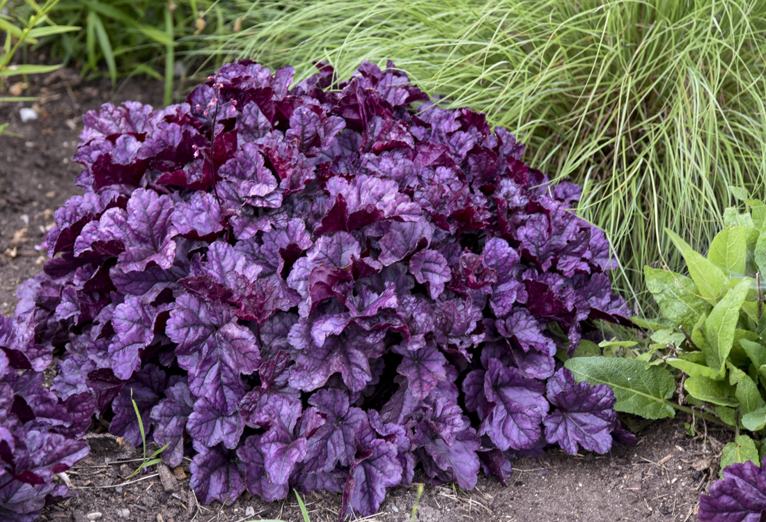 Dolce<sup>®</sup> ‘Wildberry’ Coral Bells