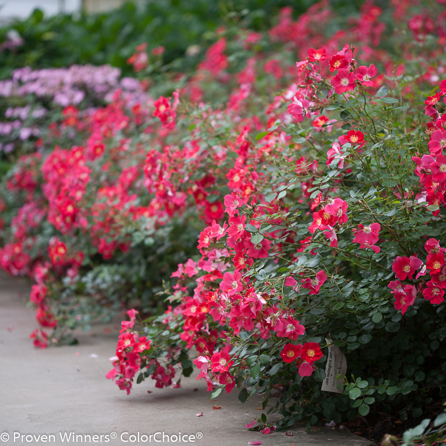 red-leafed shrubs,