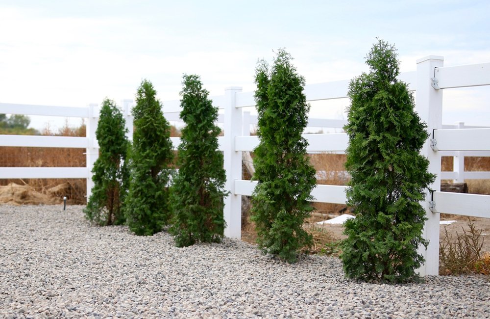 Drought-tolerant landscaping