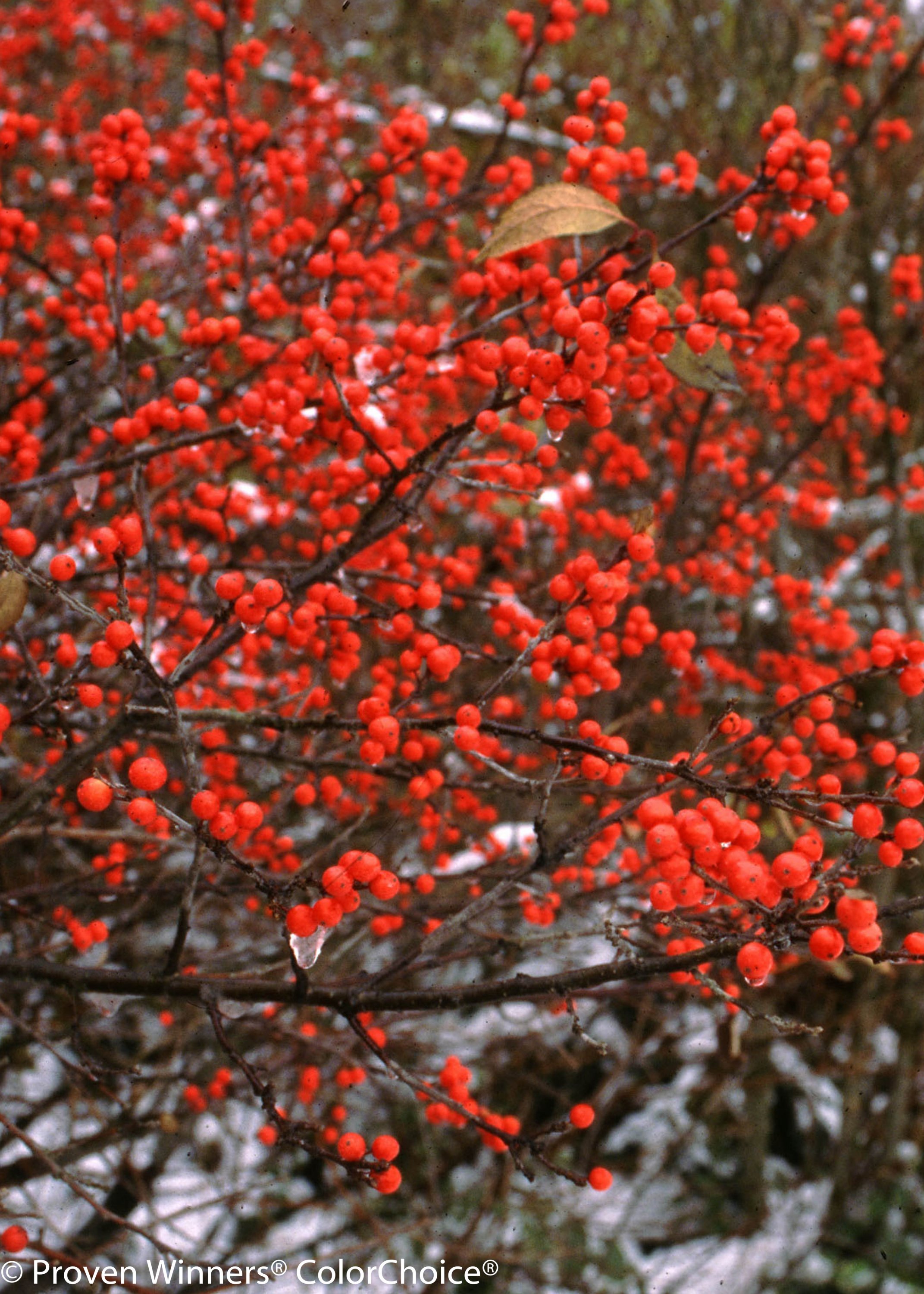 hummingbirds and red flowers
