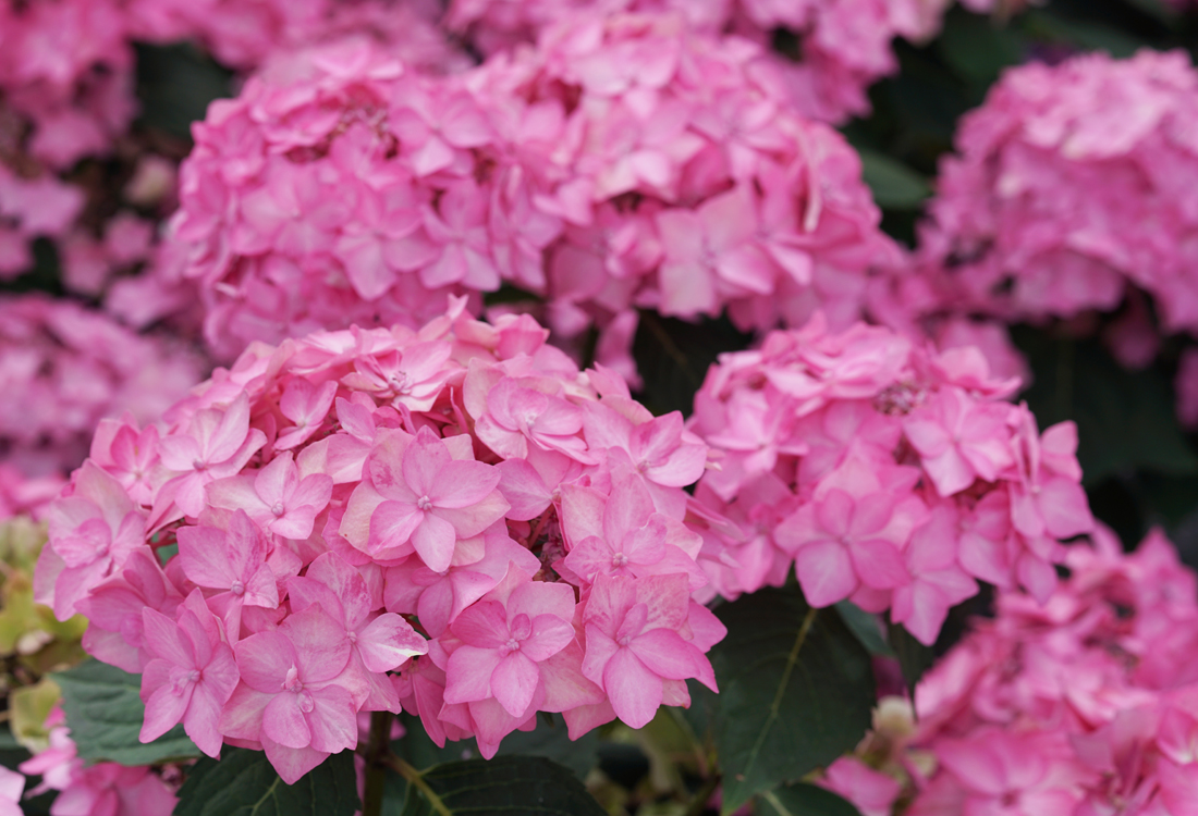 Let’s Dance Can Do!<sup>®</sup> Reblooming Hydrangea 2023 Flowering Shrub of the Year<sup>™</sup>!