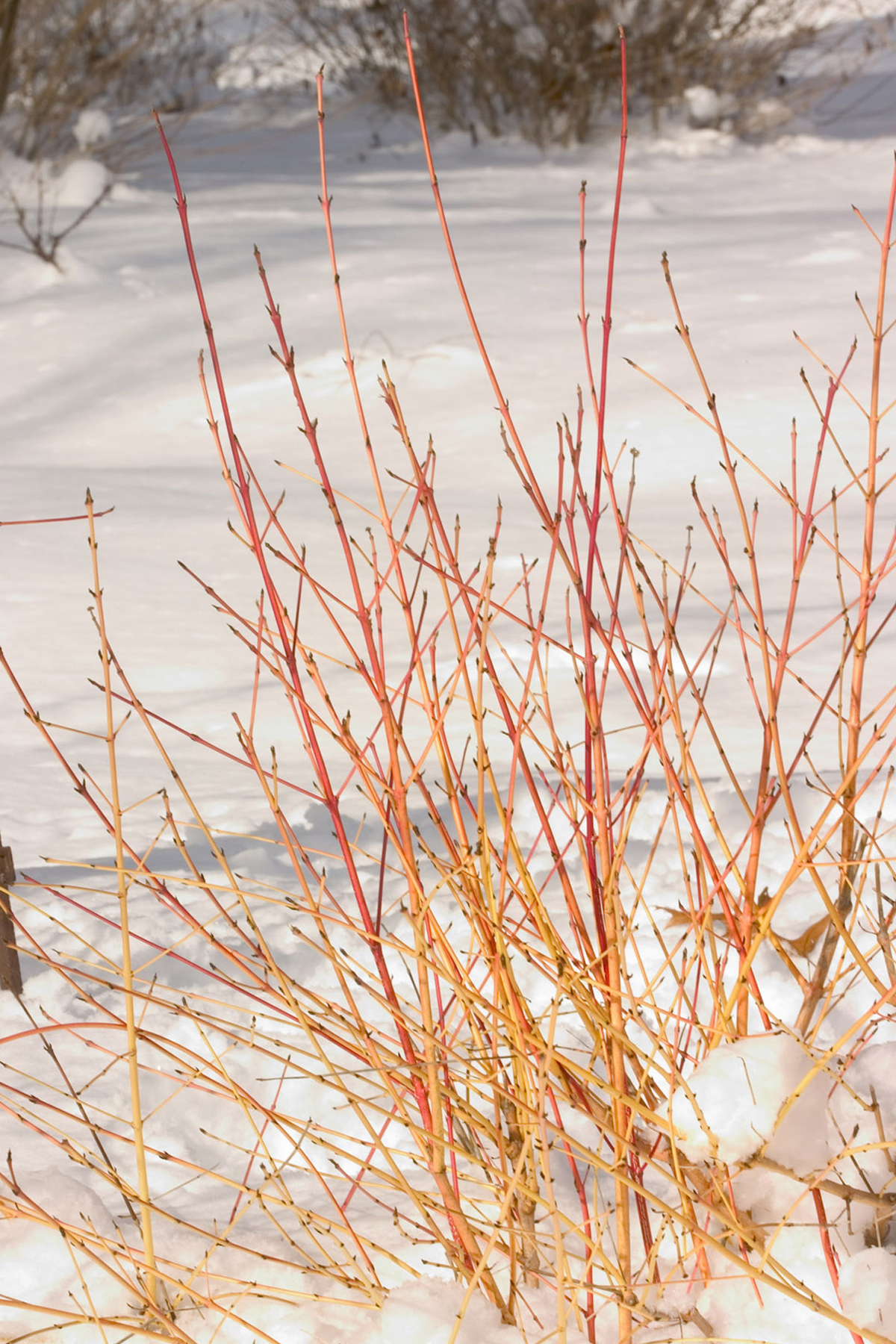 benefits of snow for plants