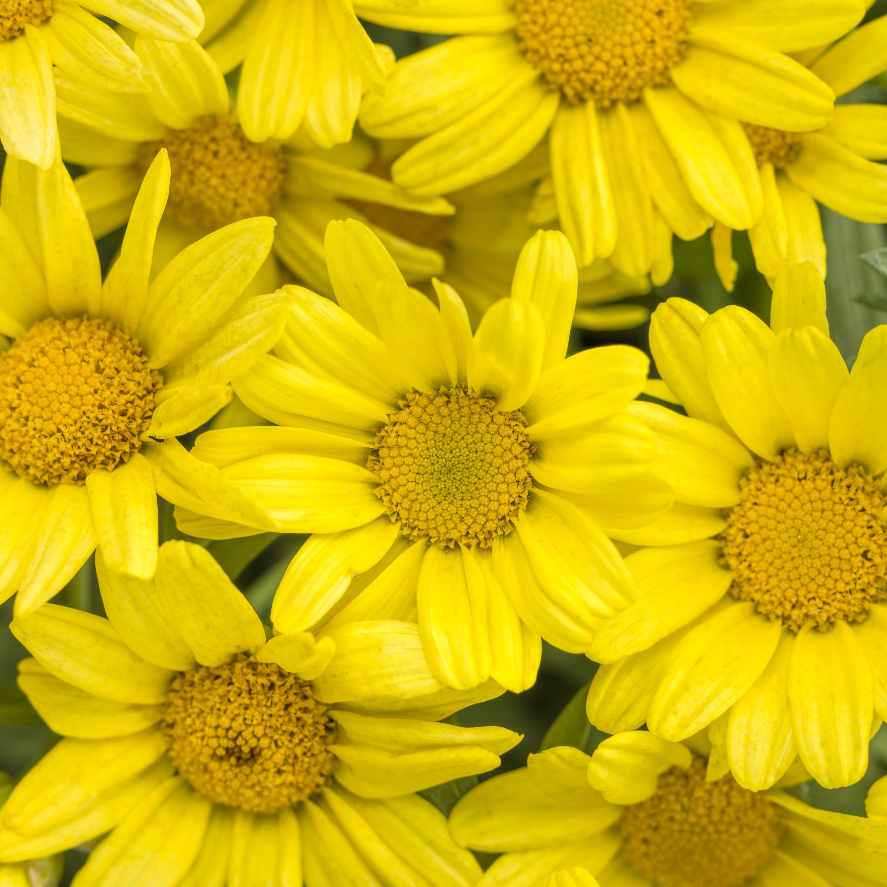 fall daisies