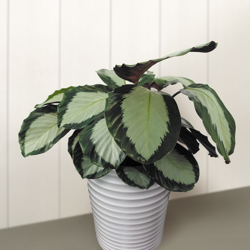 prayer plant