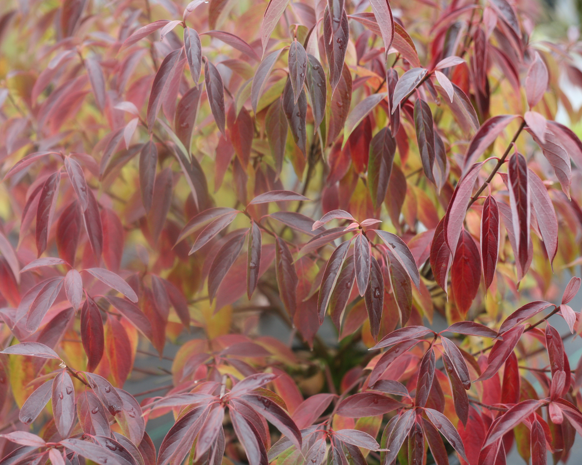root system establishment