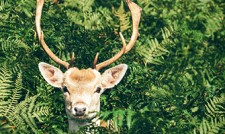 deer resistant perennials