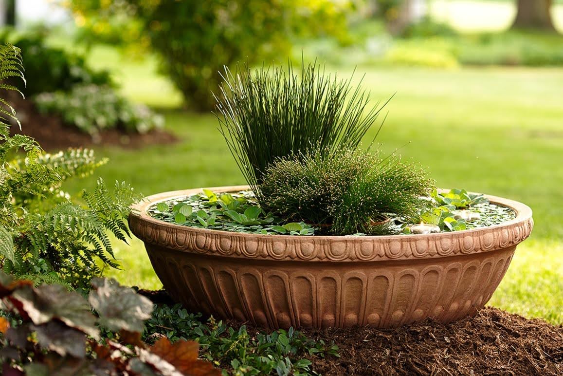 Plants for Water Gardens