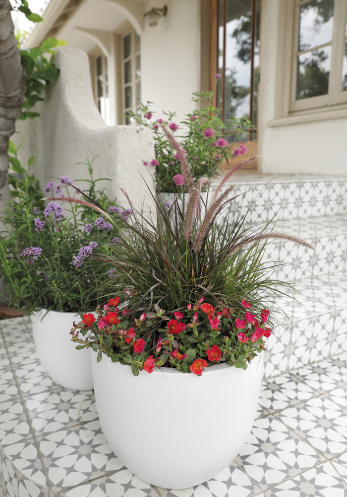Sun and drought tolerant plants