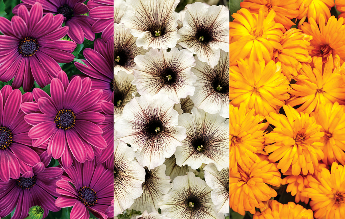 #1 – Cool Weather Annuals