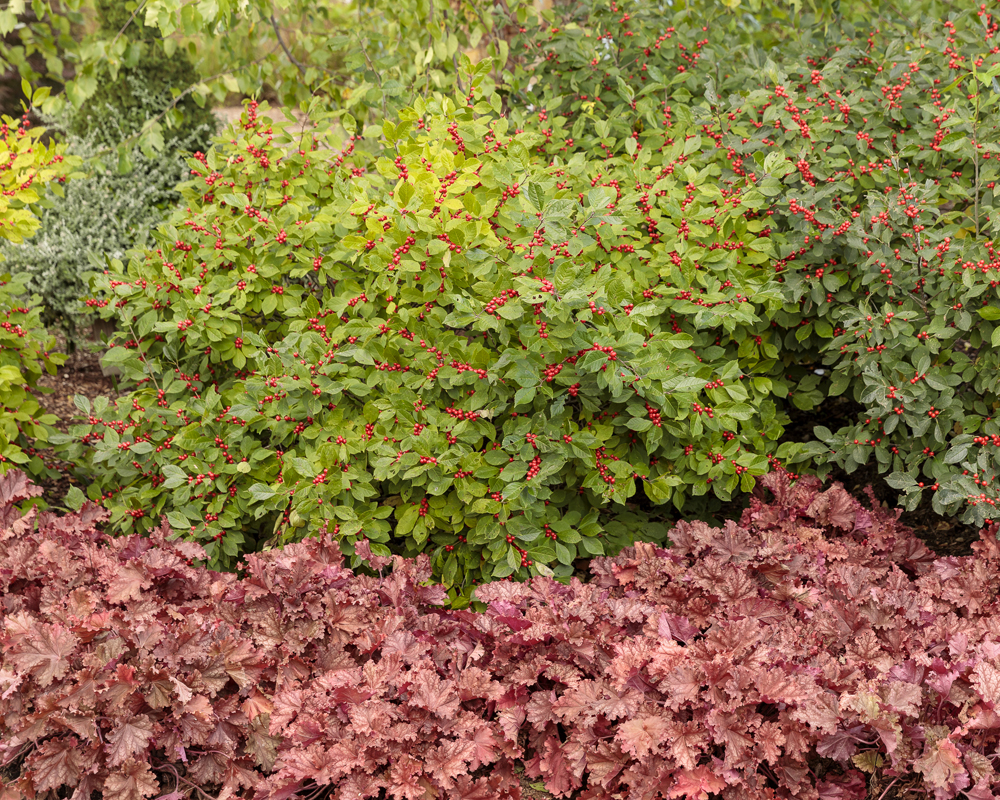 Primo<sup>®</sup> ‘Peachberry Ice’ 