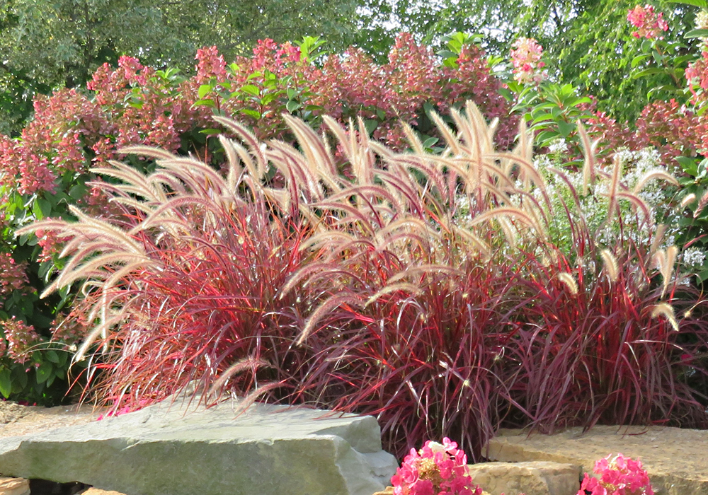 Graceful Grasses<sup>®</sup> ‘Fireworks’