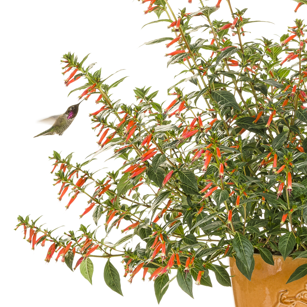 Vermillionaire<sup>®</sup> Cuphea