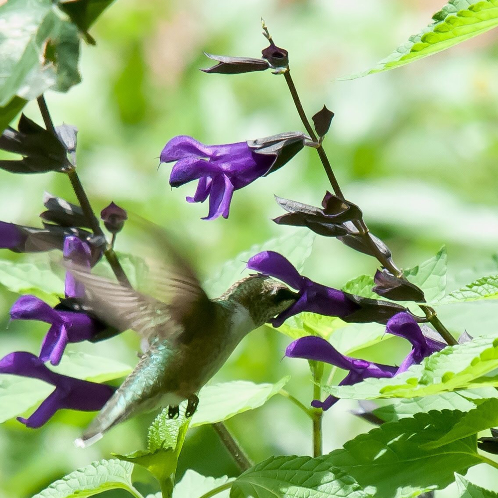 Rockin’<sup>®</sup> Deep Purple Salvia. Photo courtesy of Norman Winter.