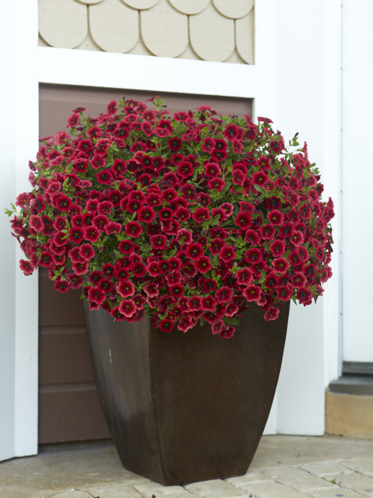 Superbells<sup>®</sup> Pomegranate Punch<sup>™</sup> Calibrachoa