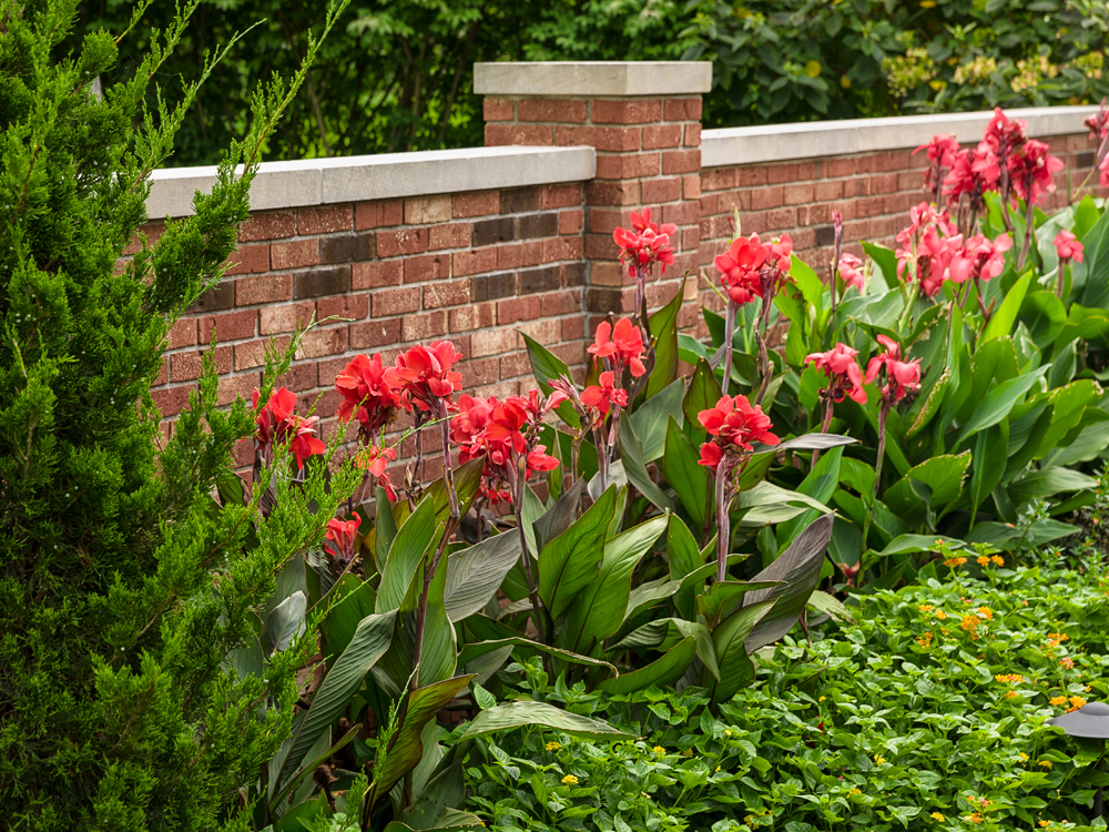 Toucan<sup>®</sup> Scarlet and Toucan<sup>®</sup> Coral canna lily