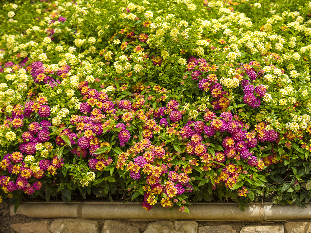 Luscious<sup>®</sup> Berry Blend<sup>™</sup> and Luscious<sup>®</sup> Citron<sup>™</sup> Lantana