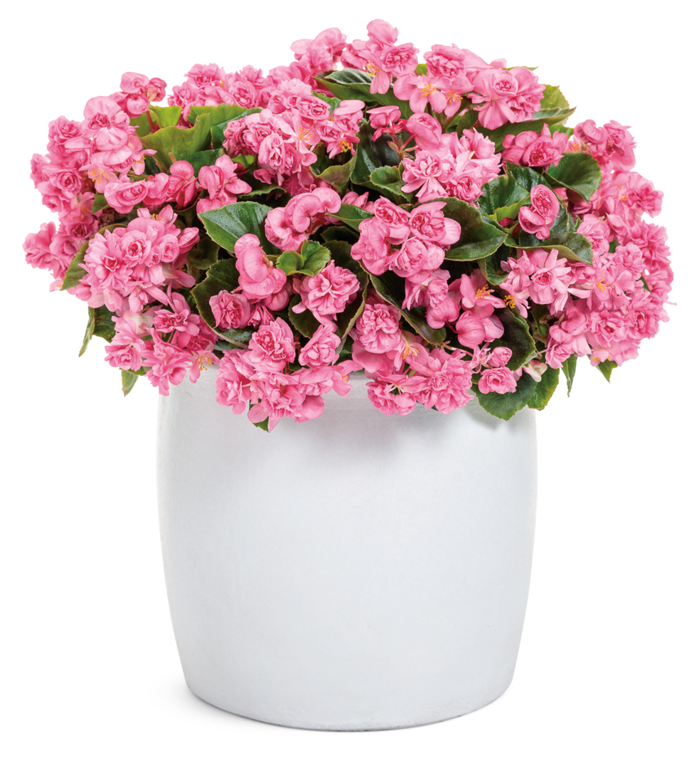 Landscaping with annuals