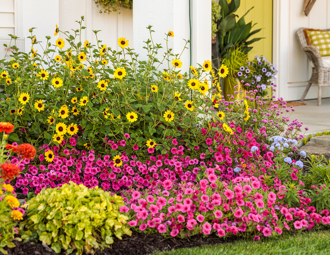 Planting annual flowers