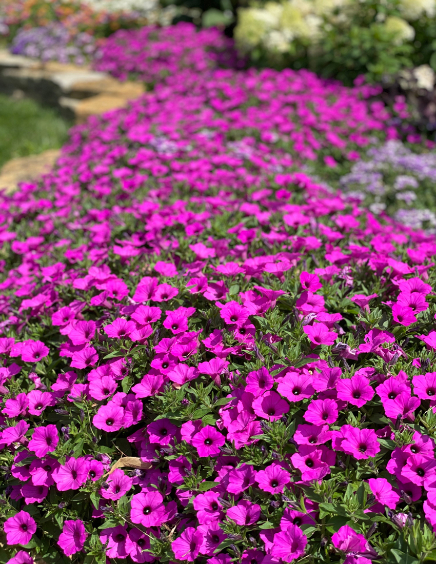 Seasonal garden color