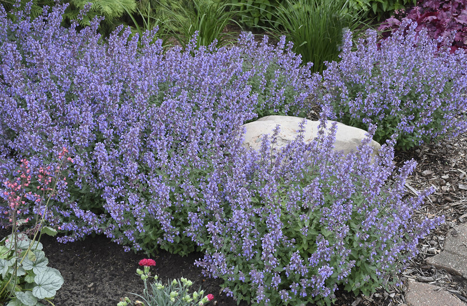 interplanting perennials