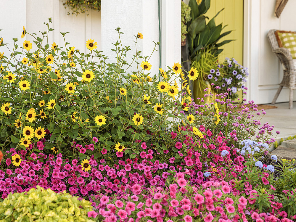 spring bulb aftercare