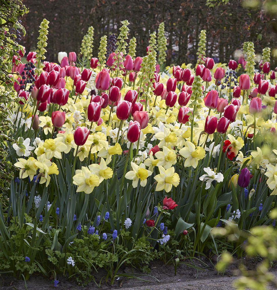 garden bed preparation