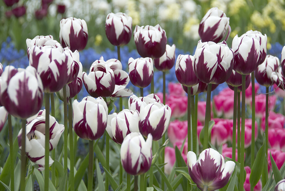 spring-flowering bulbs,