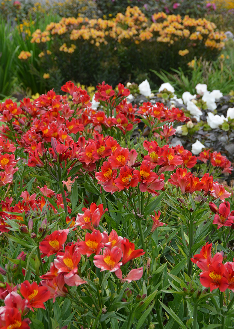 fall planting perennials