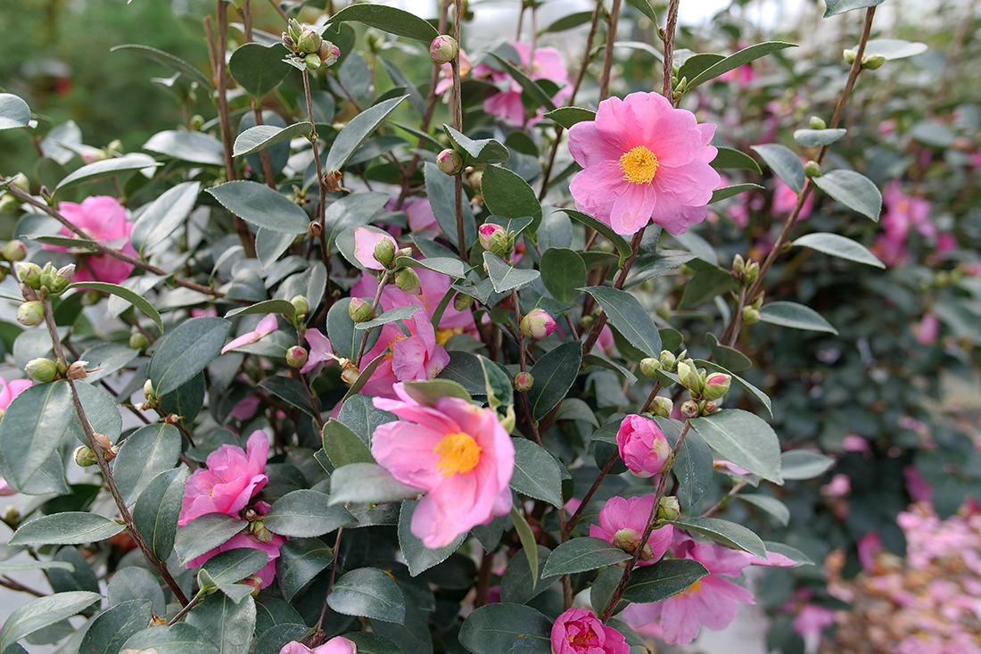 autumn garden plants