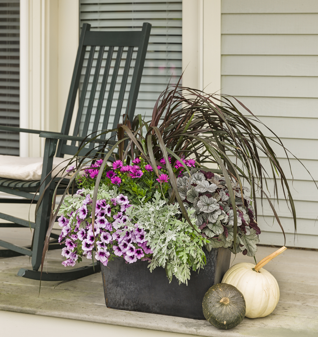 Dolce Silver Gumdrop coral bells planted in a mixed container with purple annuals.