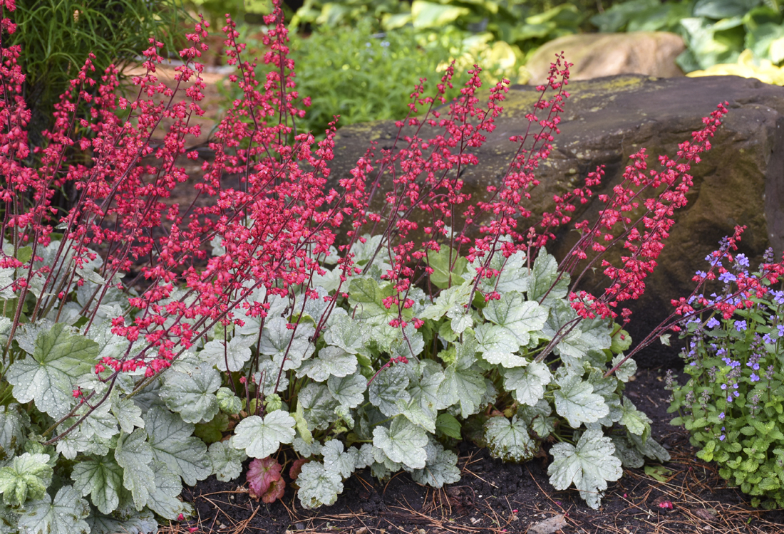ibrant red blossoms of coral bells used as a hummingbird plant in a home garden.