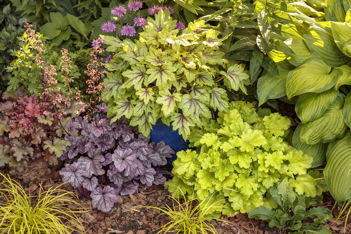 Coral bells come in a rainbow of colors to light up your garden landscape.