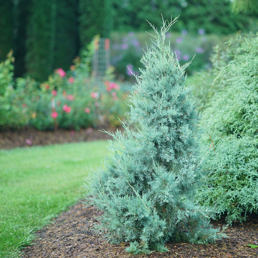 native shrubs for birds