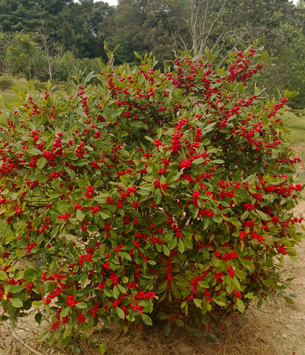 winter soil moisture